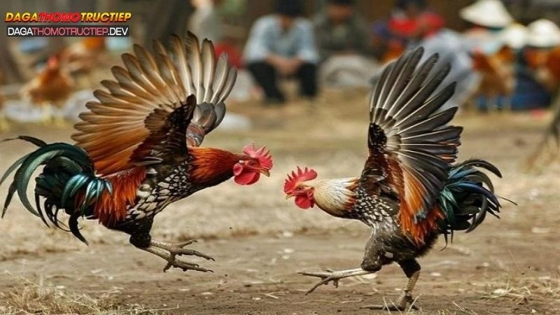 Đá gà thomo trực tiếp