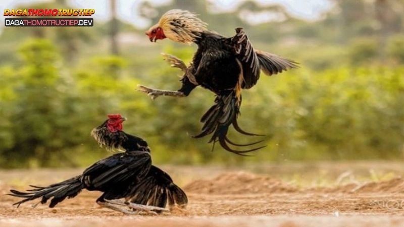 Đá gà thomo trực tiếp