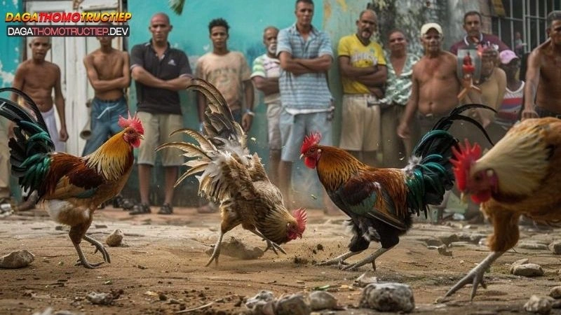 Giới thiệu Đá gà thomo trực tiếp