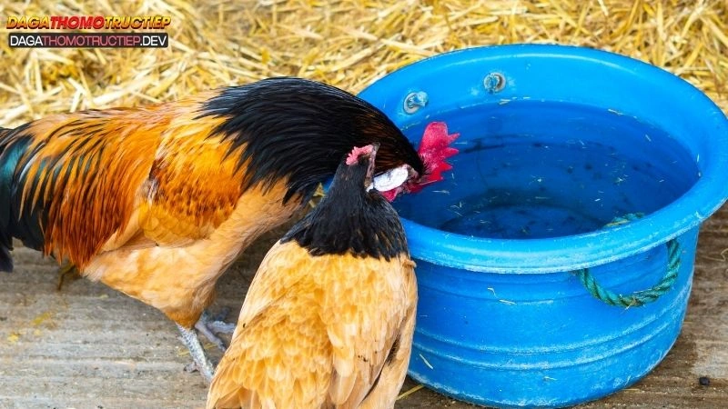 chăm sóc gà đá cựa sắt