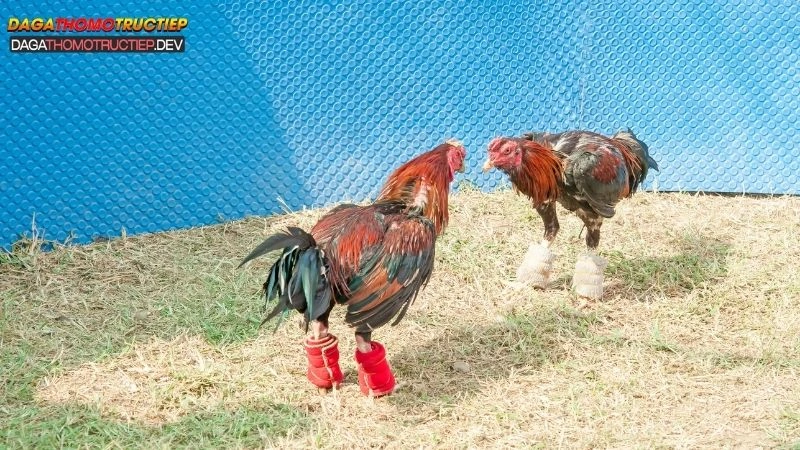 chăm sóc gà đá cựa sắt