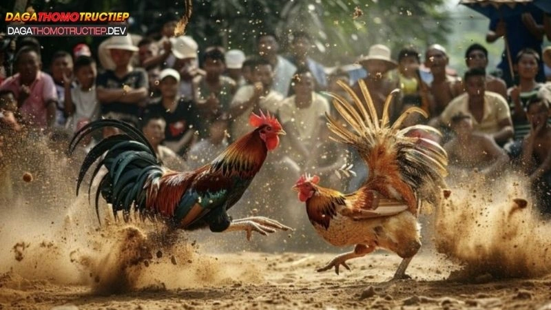 chơi đá gà có bị phạt không