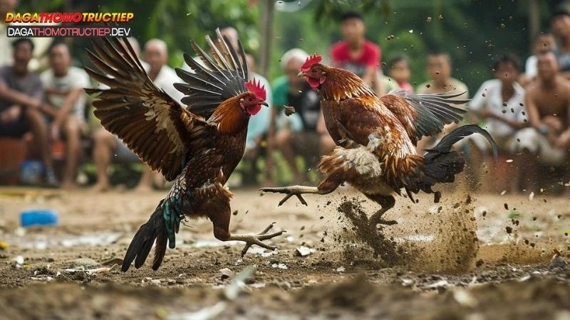 đá gà chọi