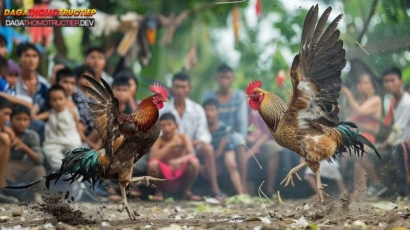 đá gà chọi