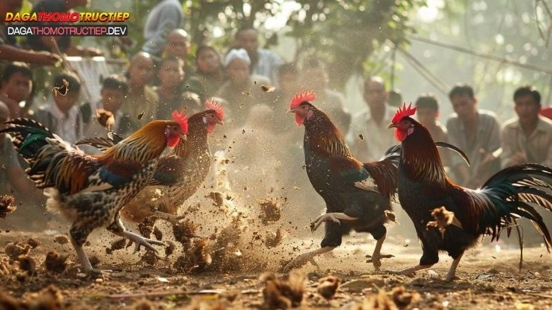 đá gà chọi campuchia