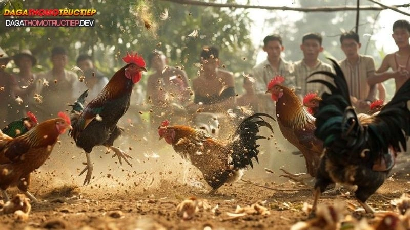 đá gà cựa dao