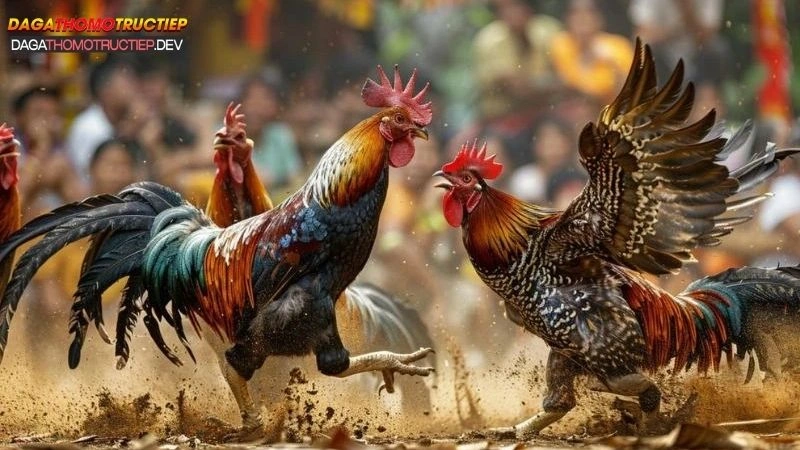 đá gà cựa sắt