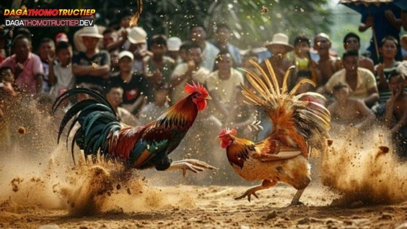 đá gà cựa sắt