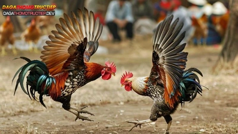 đá gà cựa sắt campuchia