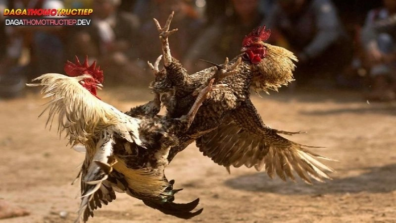 đá gà cựa tròn