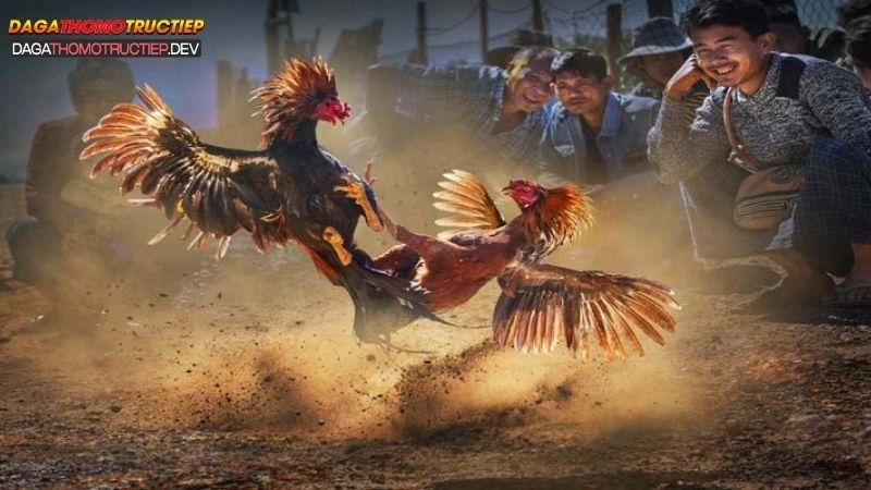 đá gà cựa tròn