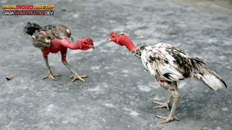 đá gà cựa tròn