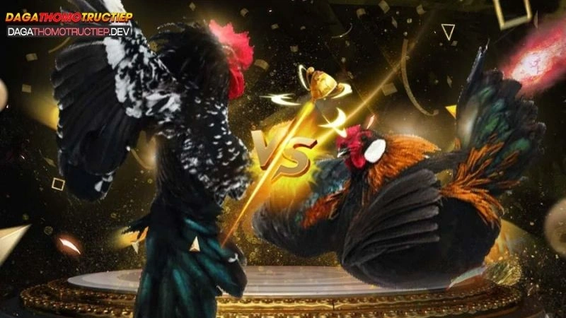 đá gà miền Bắc