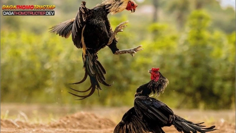 đá gà trực tiếp c5