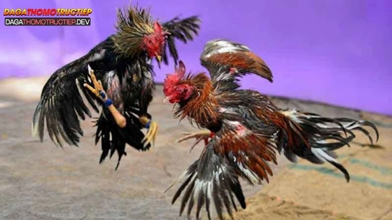 gà chọi đá mé là gì
