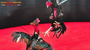 gà chọi sống bao lâu?