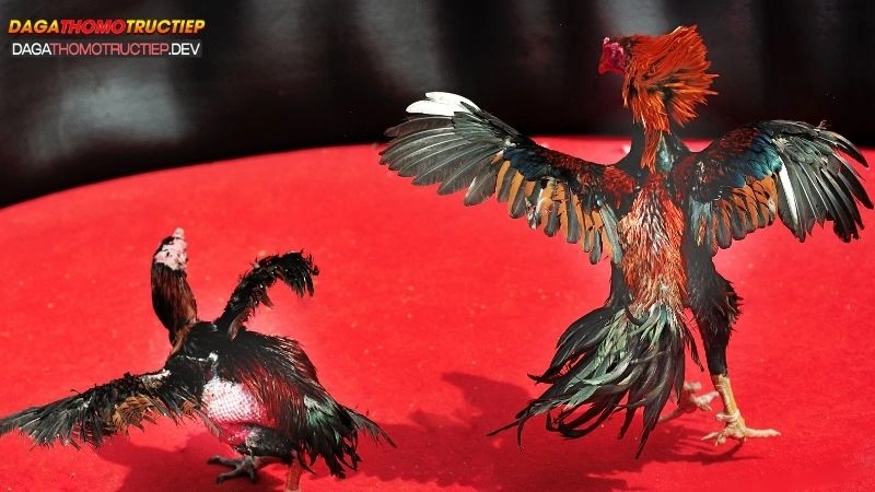 gà chọi sống bao lâu?