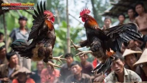 gà cựa nhật nguyệt