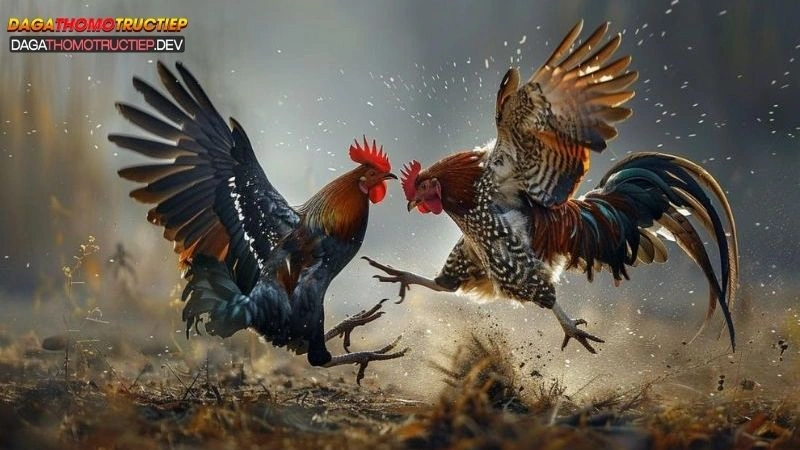 gà tre đá cựa sắt