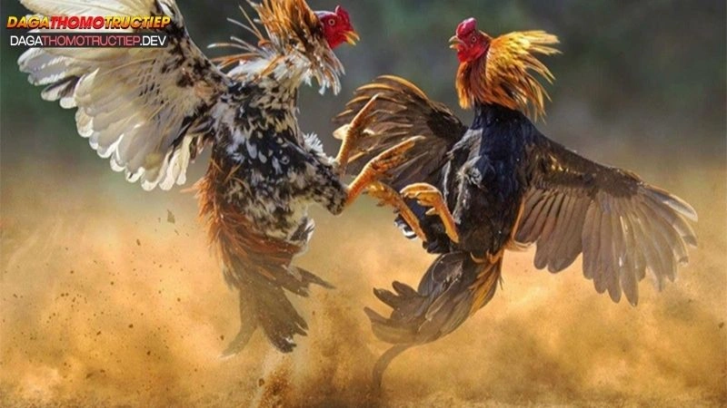 kinh nghiệm chơi gà cựa dao