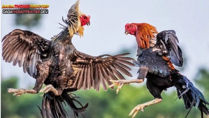 kinh nghiệm chơi gà cựa dao