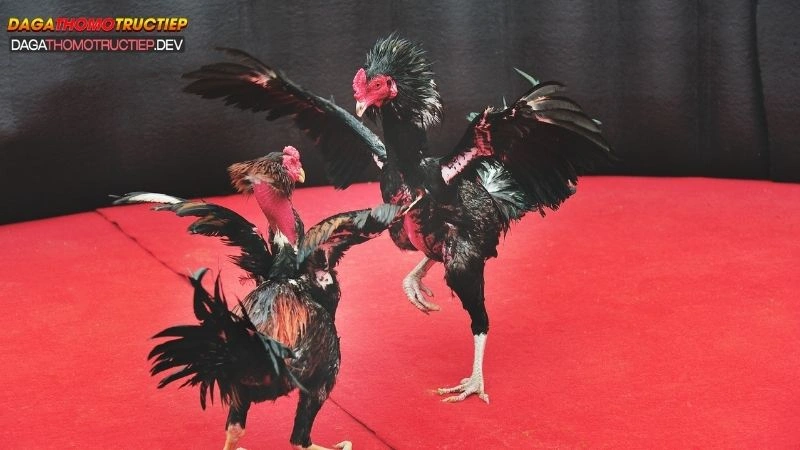 kỹ thuật chăm gà