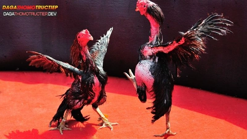 kỹ thuật chăm gà