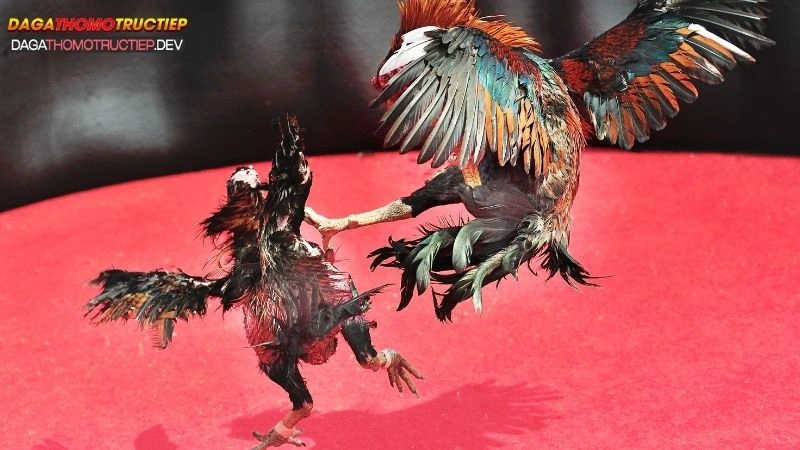 luật đá gà thomo