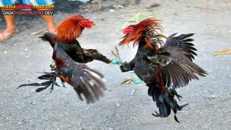 luật đá gà thomo