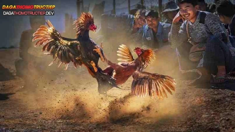 tìm hiểu đá gà cựa dao
