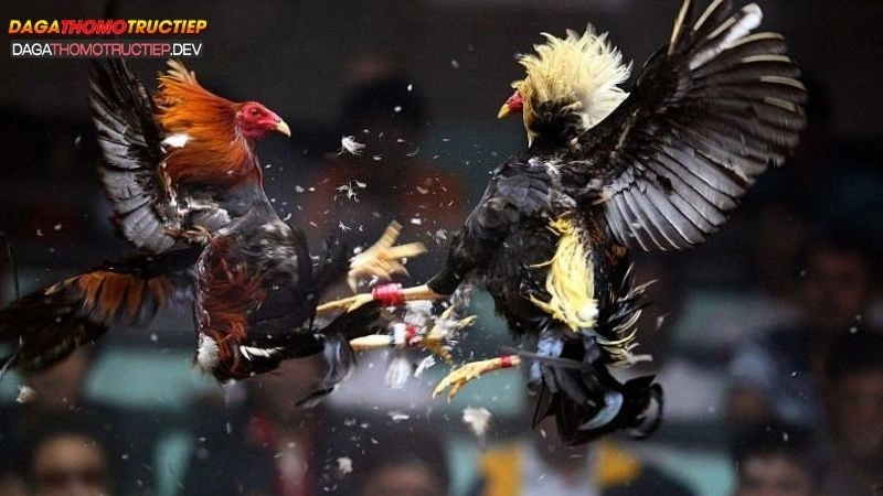tìm hiểu đá gà cựa dao