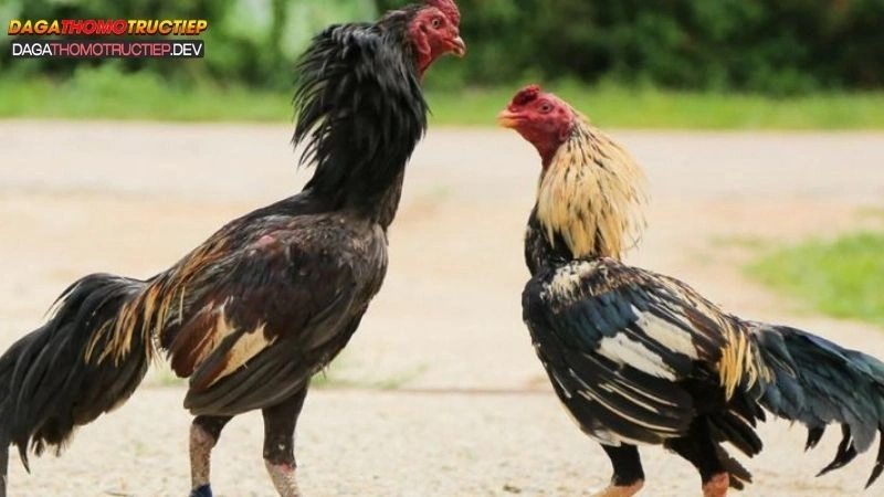 trực tiếp đá gà thomo